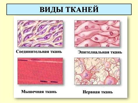 Ткани (2 часть). Соединительная ткань - online presentation