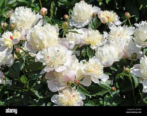 White peonies paeonia hi-res stock photography and images - Alamy