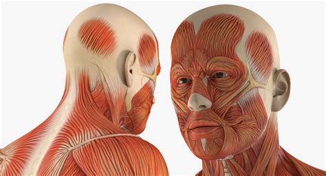 3D Male Anatomy Muscular System model | 3D Molier International