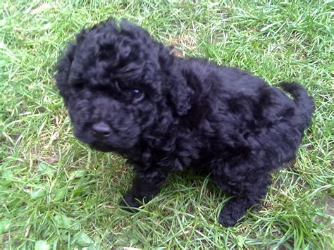 Zwergpudel welpen in Würzburg | Tiere | Kleinanzeigen