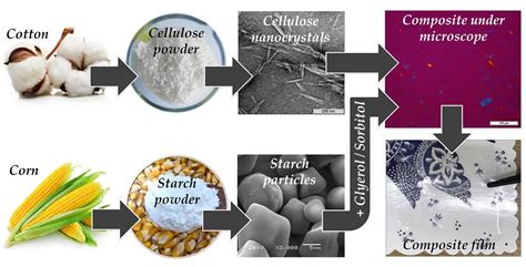 The Role of Structure and Interactions in Thermoplastic Starch ...