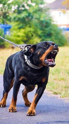 Fearless dog breeds that will protect you at any cost
