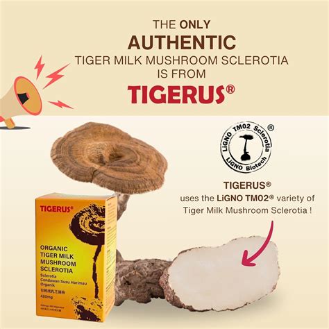 TIGERUS Tiger Milk Mushroom (LiGNO TM02® Lignosus India | Ubuy