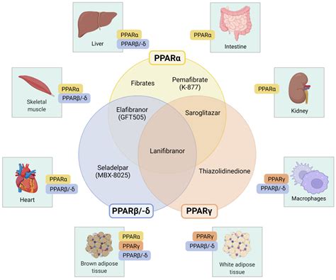PPAR-Targeted Therapies in the Treatment of Non-Alcoholic Fatty Liver ...