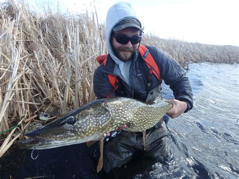 Pike Techniques for Spring - Dakota Angler & Outfitter