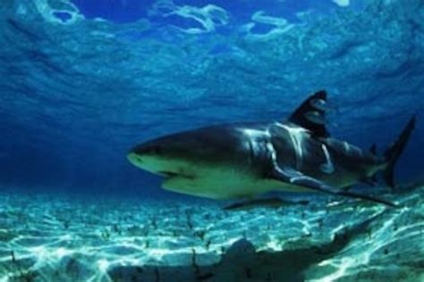 Saltwater Sharks