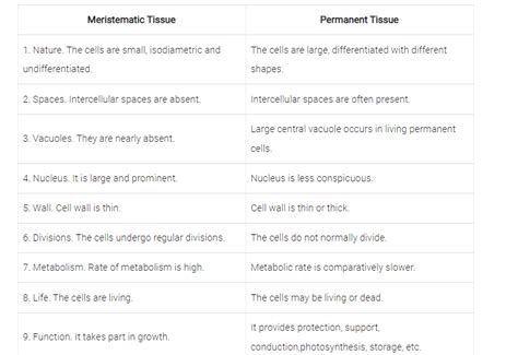 (a) Differentiate between meristematic and permanent tissues in plants