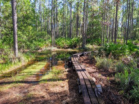 Longleaf Pine Preserve | Wandering Florida