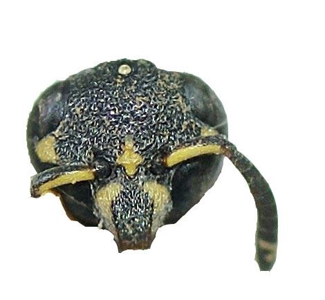 Vespidae