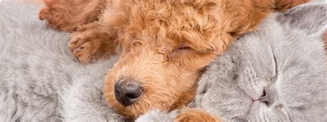 Veterinary Products-Gall-Pharma GmbH-Online-Shop