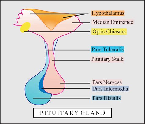 Median eminence is part of(a)Anterior pituitary(b)Thalamus(c)Neurohypophysis(d)None of the above
