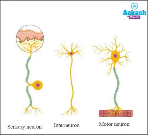 Structure and Types of Neuron, Nerves, Myelinated and Non myelinated ...