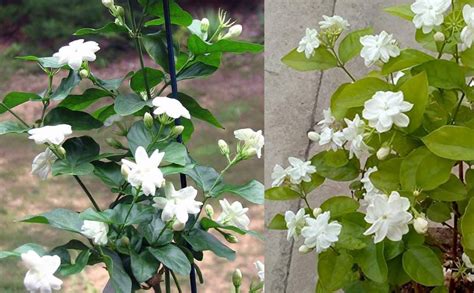 Eroanvia Live Arabian Jasmine Flower Plant (Plant height 1.5-2.5 Feet ...