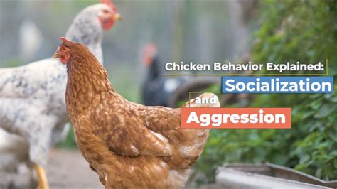 Chicken 的图像结果