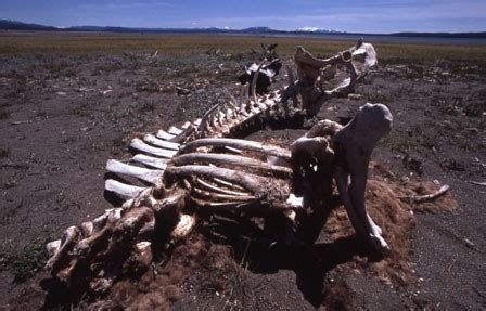 Bison Humans 的图像结果