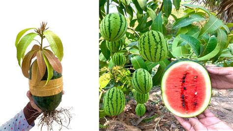 Watermelon Tree 的图像结果