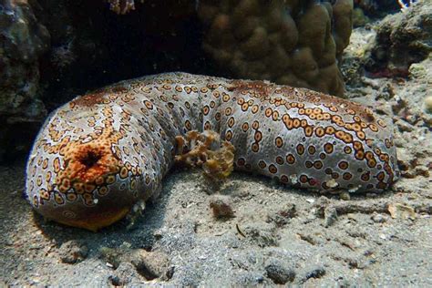 Echinoderms Examples 的图像结果