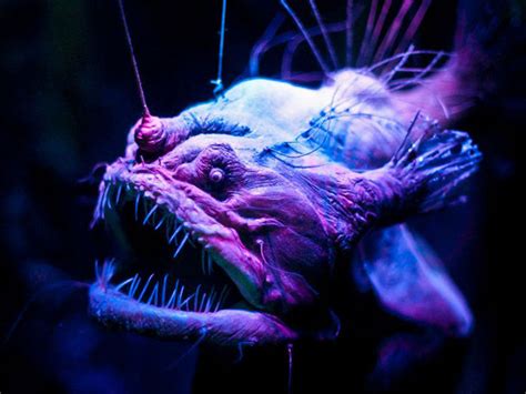 Alien Xenomorph Drooling Teeth 的图像结果