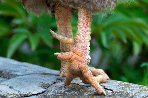 Rooster Spurs: Everything You Need to Know! - Daily Chickens