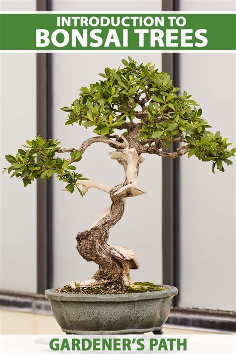 Image result for Bonsai Making Tutorial
