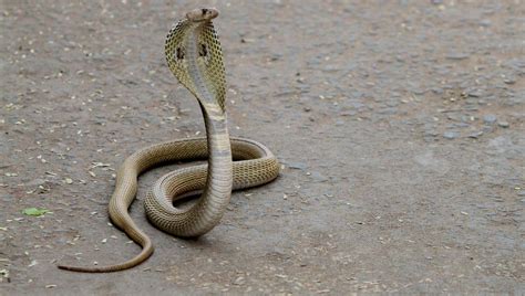 Cobra Snake Bite