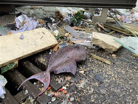 Worlds Largest Fish Tank In A Home