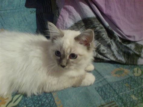 Heilige Birma Kater sucht neue Schmuseeltern in Dresden | Tiere ...