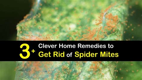 How to Kill Spider Mites 的图像结果
