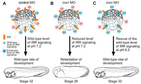 Insulin Receptor-Related Receptor Regulates the Rate of Early ...