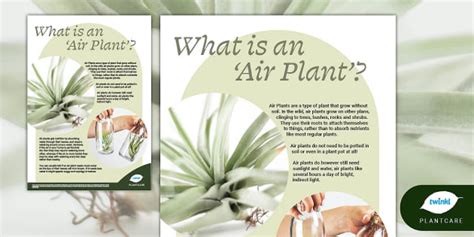 What is an air plant? Plantcare, Plants, Soil-less plant