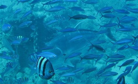 Sindbad Submarines (Hurghada) - 2021 What to Know Before You Go (with ...