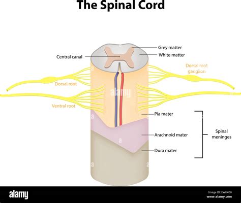The Spinal Cord Labeled Diagram Stock Photo - Alamy