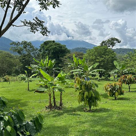 CAFE & CACAO TOUR BIJAGUA (2026) All You Need to Know BEFORE You Go ...