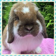 Image result for Litter of Mini Lops Bunnies