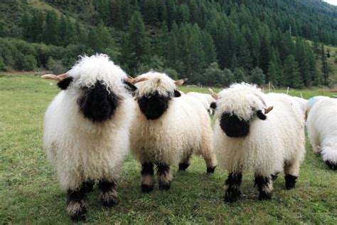 Valais Blacknose Sheep : r/aww