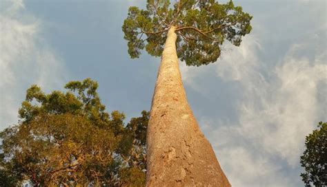 6 Most Tallest Trees To Visit Around The World - lifeberrys.com