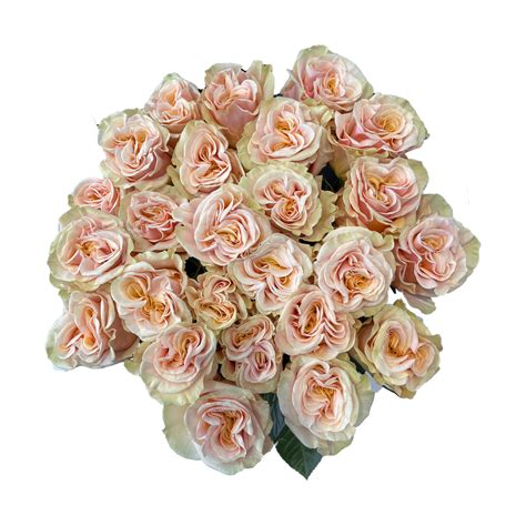 Phoenix Roses Peachy Pink - Farm Direct Delivery - Flower Explosion