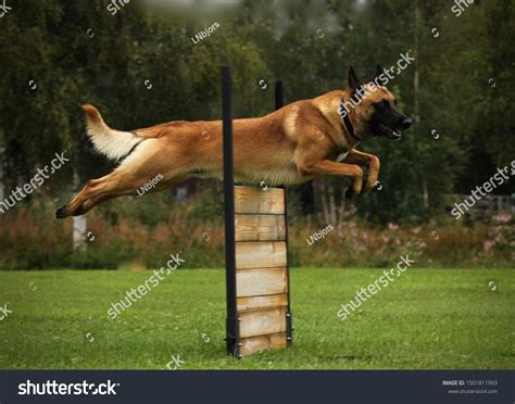Belgian Malinois Jumping Over Wooden Obedience Stock Photo 1501811993 ...