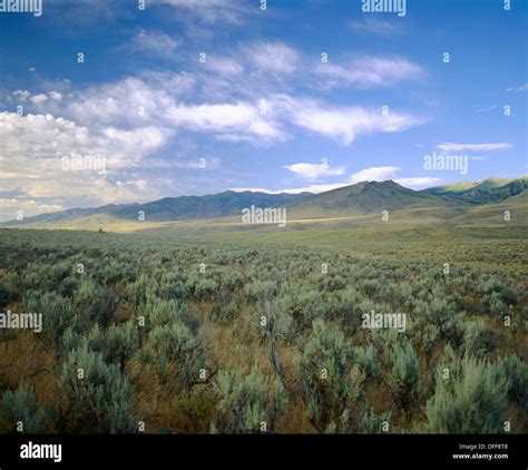 Great basin desert sagebrush hi-res stock photography and images - Alamy