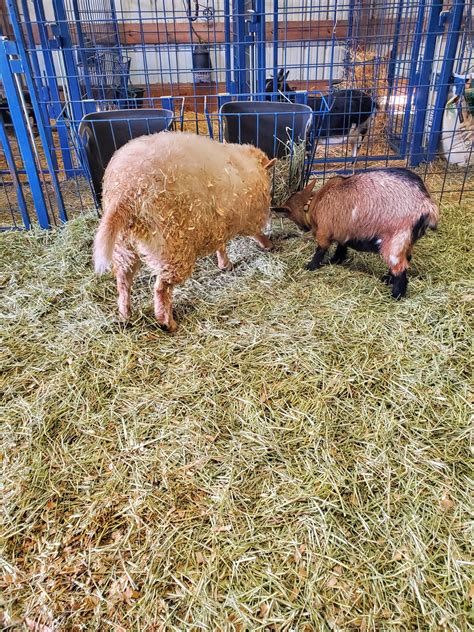 Meet Spring Rose the Geep: a Goat-Sheep Hybrid. Born at my mother's ...