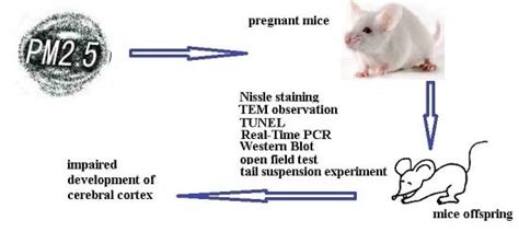 Maternal Exposure to PM2.5 during Pregnancy Induces Impaired ...