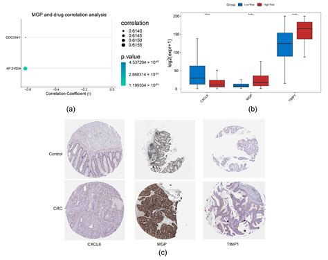 Migrasome-Related Genes as Potential Prognosis and Immunotherapy ...