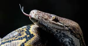 Image result for Swallowed Jackel Python