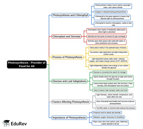 Photosynthesis - Provider of Food for All Mind Map - Class 10 Biology ICSE