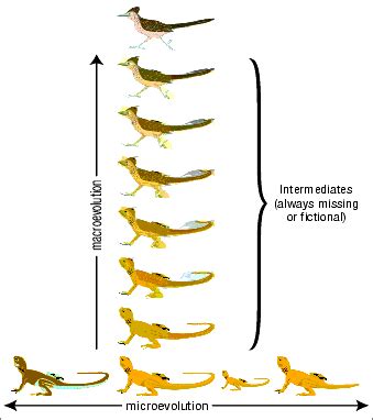 Image result for How Tmacroevolution