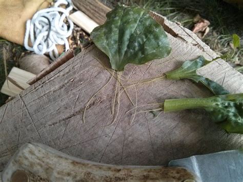 Image result for Traditional Net Making Implements Tools