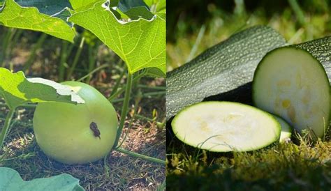 7 evergreen Indian superfood alternatives to add to your diet