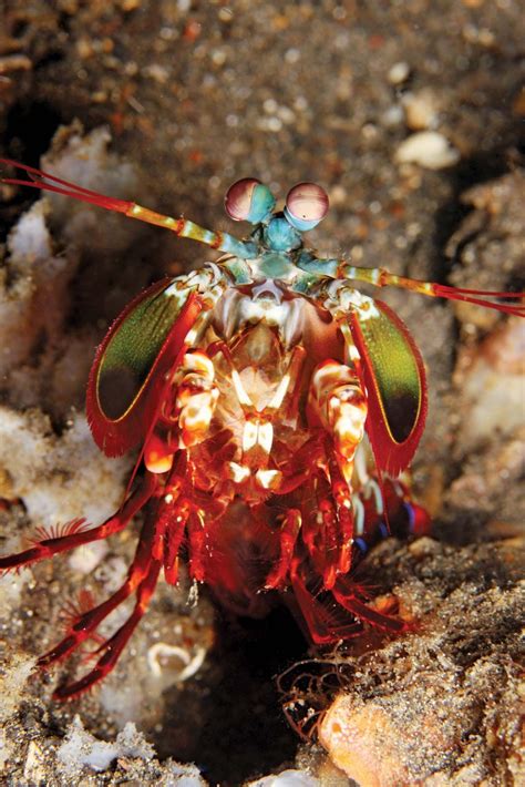 Peacock Mantis Shrimp Peacock Mantis Shrimp Are The Most Entertaining