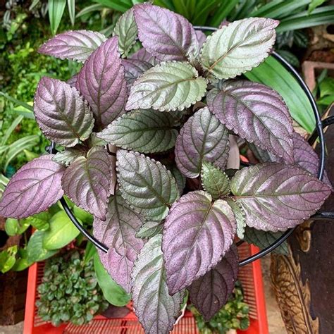 Murikootti Plant - Strobilanthes Alternata - Hemigraphis Alternata - R ...