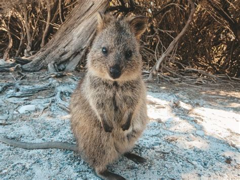JanaMeerman.com A Day on Rottnest Island | Perth travel, Quokka, Cute animals